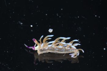 Media type: image;   Malacology 393738 Description: live specimen;
